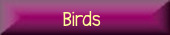 Bird Graphics